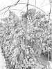 Rubus%20idaeus%20L%20%27Simona%27
