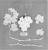 Vitis%20vinifera%20Grapevine%20%27ARD47%27
