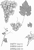 Vitis%20vinifera%20%27NAVSEL%2044%27