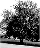 Maclura%20pomifera%20%27Hibbard%27