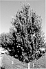 Ulmus%20crassifolia%20%27Everalan%27