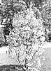 Chionanthus%20virginicus%20%27CVJMW%27