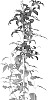 Clematis%20hybrid%20%27Zo23015%27