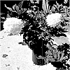 Hydrangea%20paniculata%20%27Bailpanthree%27