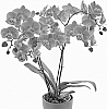 Phalaenopsis%20hybrida%20%27Forever%20Young%27