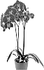 Phalaenopsis%20hybrida%20%27GLITZY%27