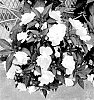 Impatiens%20hawkeri%20%27Dongiwilromwhi24%27