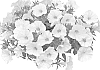 Petunia%20x%20Calibrachoa%20%20hybrid%20%27KLECA23830%27