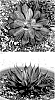Manfreda%20x%20Agave%20hybrid%20%27Living%20on%20a%20Prayer%27
