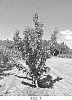 APPLE%20PLANT%20NAMED%20%27BENITSURUGI%27