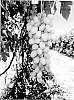 Grapevine%20named%20%27SV34-130-92%27