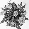 Rosa%20hybrida%20%27KORpot129%27