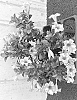 Mandevilla%20hybrida%20%27Sunpa%2013872%27