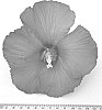 Hibiscus%20paramutabilis%20x%20syriacus%20%27WALHIRHAP%27