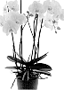 Phalaenopsis%20hybrida%20%27PHA568949%27