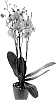 Phalaenopsis%20hybrida%20%27PHA899665%27