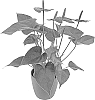 Anthurium%20andreanum%20%27AN2736215%27
