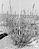 Agastache%20hybrid%20%27Sierra%20Purple%27