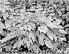 Epimedium%20hybrid%20%27Dream%20Catcher%27