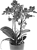 Phalaenopsis%20hybrida%20%27Flamboyance%27