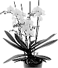 Phalaenopsis%20hybrida%20%27PHA340530%27