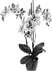 Phalaenopsis%20hybrida%20%27PHA484572%27