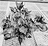 Impatiens%20hawkeri%20%27Dongimarostar%27