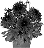 Dahlia%20variabilis%20%27Dodaxrasic%27