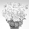 Hydrangea%20paniculata%20%27HP221904%27