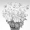 Hydrangea%20paniculata%20%27HP221904%27