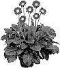 Gerbera%20hybrida%20%27GOS202123%27