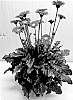 Gerbera%20hybrida%20%27GOS202131%27