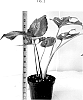 Monstera%20deliciosa%20%27MKR-MTCM1%27