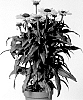 Echinacea%20hybrida%20%27IFECSSMS%27