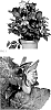 Helleborus%20ballardiae%20X%20Helleborus%20x%20hybridus%20%27HM%201210%27