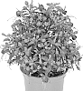 Fuchsia%20X%20hybrida%20%27Dofuchbalpir%27