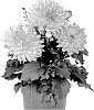 Dahlia%20variabilis%20%27Dodaxsu%27