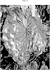 Colocasia%20esculenta%20%28L.%29%20Schott%20%27FLOCOCLEO%27