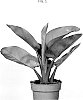 Philodendron%20tatei%20%27GUOQIAN%27