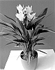 Curcuma%20alismatifolia%20%27Curalivemowiblo%27