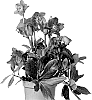 Helleborus%20niger%20X%20Helleborus%20x%20hybridus%20%27HL%201036%27
