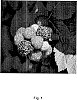 BLACK%20RASPBERRY%20PLANT%20NAMED%20%27SHEKINAH%20TAHI%27