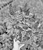 Buddleja%20davidii%20%27Botex%20008%27