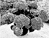 Hydrangea%20macrophylla%20%27Hokomagrefip%27