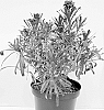 Erysimum%20hybrid%20%27Cdcery3%27