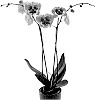 Phalaenopsis%20hybrida%20%27Body%20Language%27