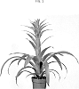 Guzmania%20sp.%20Ruiz%20%26%20Pav.%20%27BUNGUZCE01%27