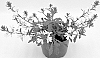 SCAEVOLA%20PLANT%20NAMED%20%27DSCAPW1335%27