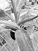 PHILODENDRON%20PLANT%20NAMED%20%C3%A2%E2%82%AC%C5%93PINK%20LEMONADE%20PHILODENDRON%C3%A2%E2%82%AC%C2%9D
