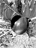 Prunus%20persica%20%27A-662CN%27